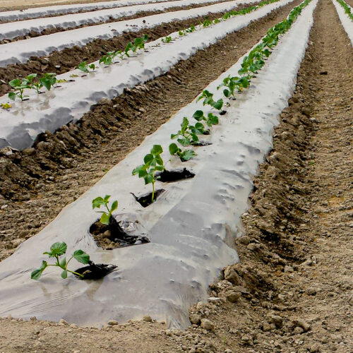 Mulch row cover
