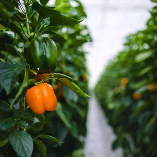 peppers growing with greenhouse solutions