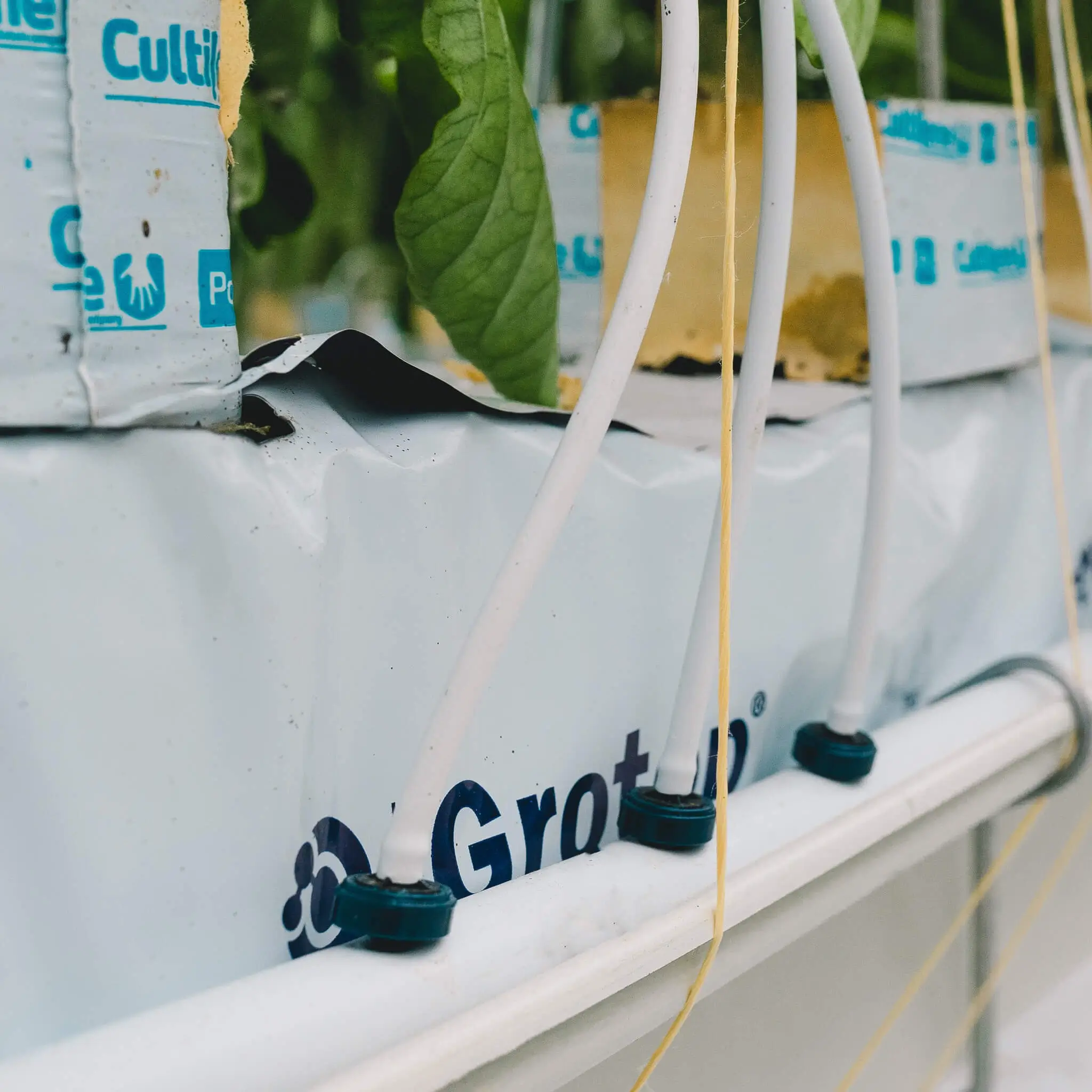 greenhouse dripper assembly