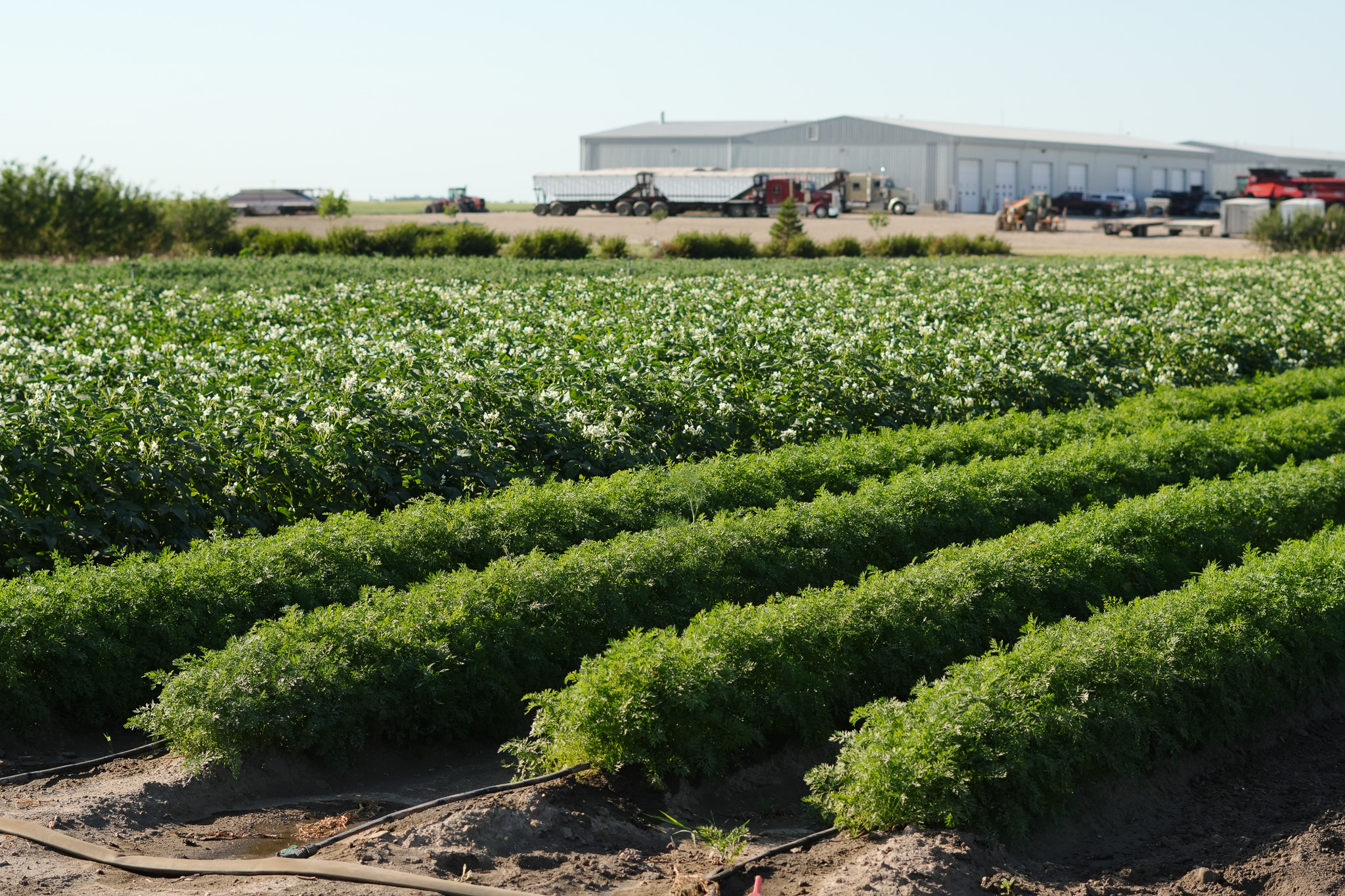 drip irrigation colony system saskatchewan
