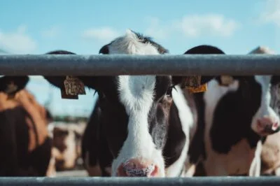 dairy farms water treatment