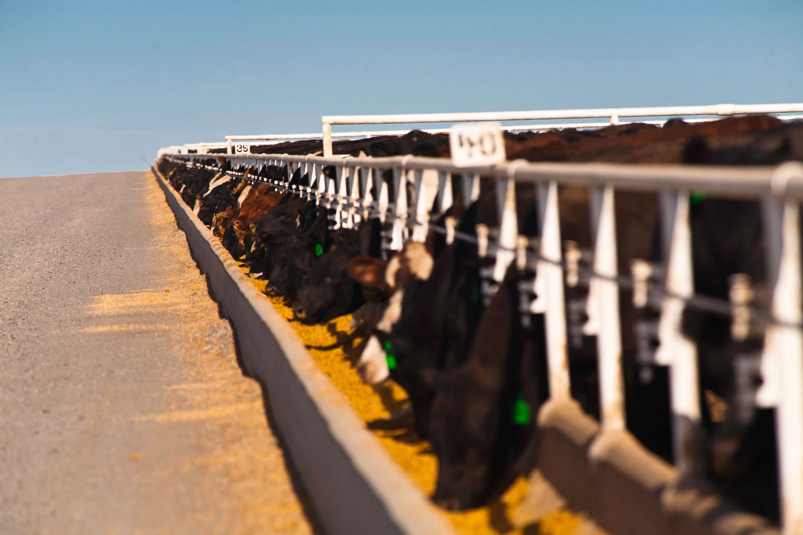 cow cooling sprinklers